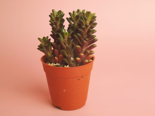 Succulant plant in orange mini pot.