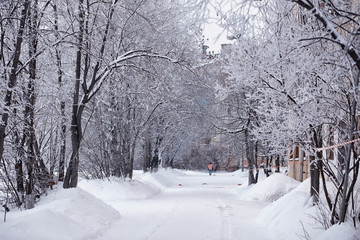 Winter forest landscape. Tall trees under snow cover. January frosty day in the park.
