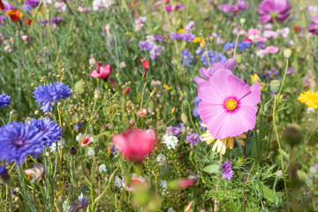 Fototapeta premium wild flowers grown as border plants natural spring bloom colourful flowers
