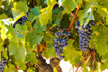 Beautiful view of fresh hanging purple Sangiovese grapes (Vitis vinifera) in clusters, seen in a...