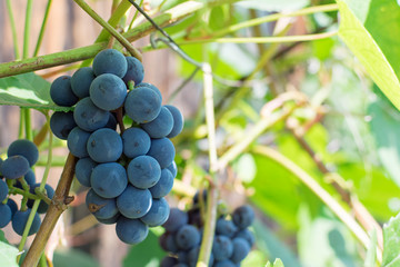 Black grape variety close-up. A bunch of grapes on a branch.