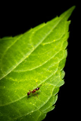 ant on a leaf