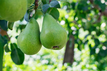 Two green pears close - up against the background of garden trees. Fruit harvest on the farm.