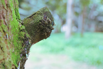 Textured background of tree's bark with moss covered. Copy space for nature and environment. green covered moss on bark of tree trunk.