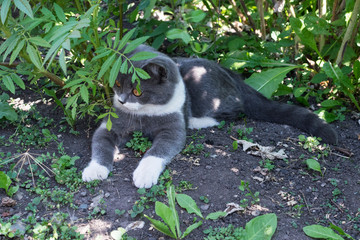 A grey kitten lies on the ground under a Bush. The British cat is resting in nature.