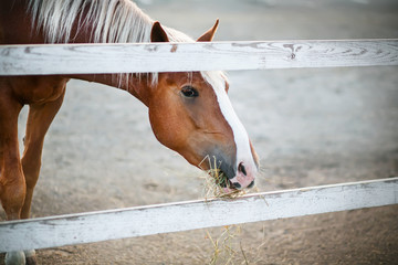 A beautiful horse with a light mane and a white spot on its muzzle stands behind a white wooden...