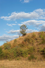 Obraz premium summer landscape of a lonely tree, against the backdrop of a cloudy blue sky.