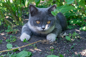 Naklejka na ściany i meble Grey British kitten hunts in the bushes.