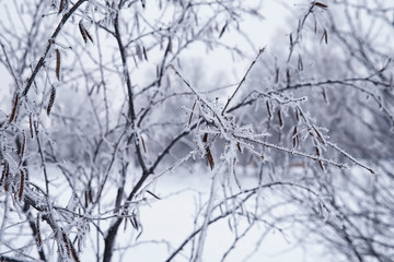 Winter forest landscape. Tall trees under snow cover. January frosty day in the park.