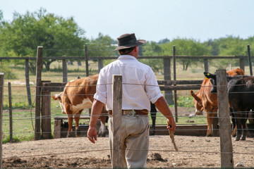 Gaucho men working with cattle.