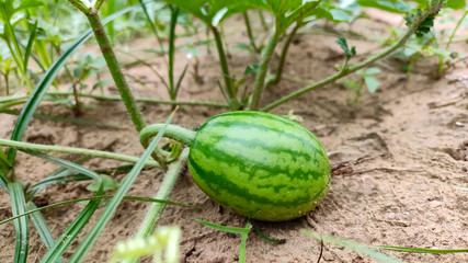 Small watermelon on the field