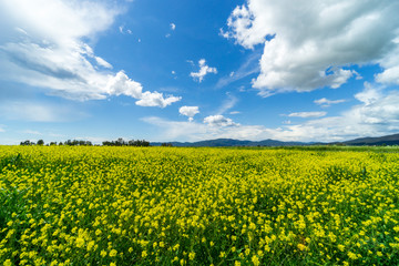 Fototapeta premium Italy Tuscany Grosseto Maremma rural landscape in bloom, rapeseed fields in flowering hills and pine forest
