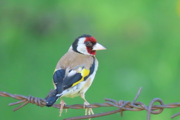 Beautiful colorful european goldfinch (carduelis carduelis) close-up