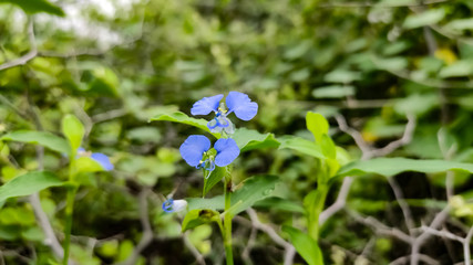 Blue flowers of wild grass with blurred background