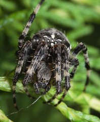 gray spider on a tree