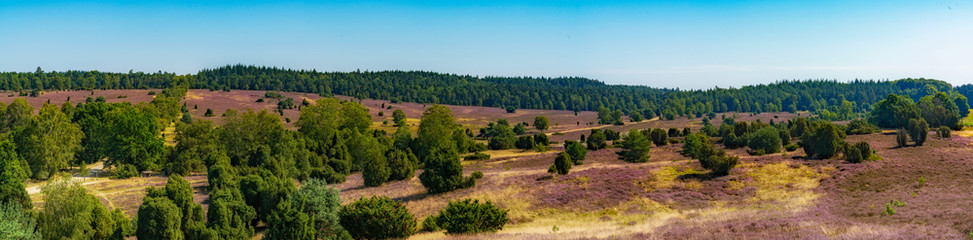 Fototapeta na wymiar panorama view of lilac heath landscape on the Lunenburger heath