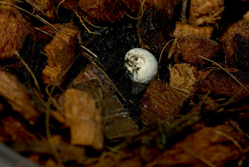 カビの生えたカナヘビの無精卵