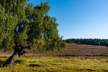 Fototapeta na wymiar view of a lone tree in midst of an endless lilac heath landscape