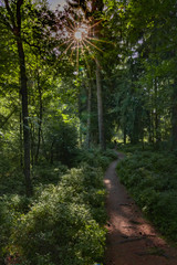Fototapeta na wymiar hiking trail leading through dense green forest with the sun shining through the canopy