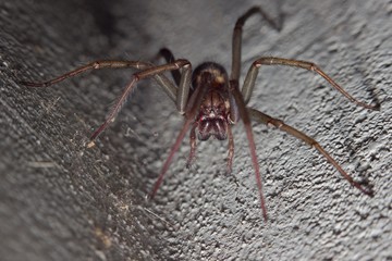 red-brown spider on the wall
