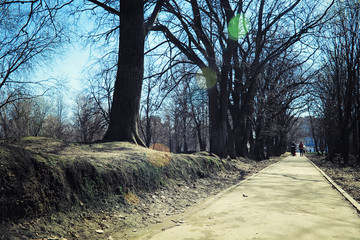 Obraz premium Bright spring greens at dawn in the forest. Nature comes to life in early spring.