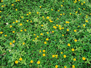 Spring green grass texture with yellow flowers beautiful