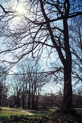 Bright spring greens at dawn in the forest. Nature comes to life in early spring.