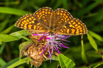 The heath fritillary (Melitaea athalia) is a butterfly of the family Nymphalidae.