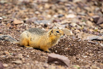 Ground squirrel in Western Mongolia.