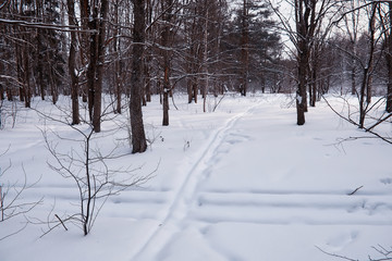 Winter forest landscape. Tall trees under snow cover. January frosty day in the park.