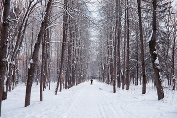 Winter forest landscape. Tall trees under snow cover. January frosty day in the park.