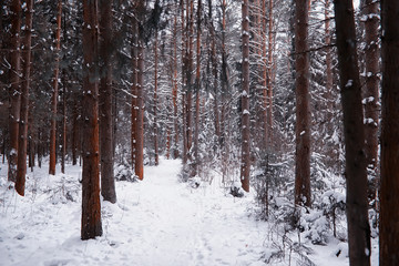 Winter forest landscape. Tall trees under snow cover. January frosty day in the park.