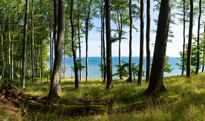 view of thick deciduous forest with lush green vegetation and blue ocean behind