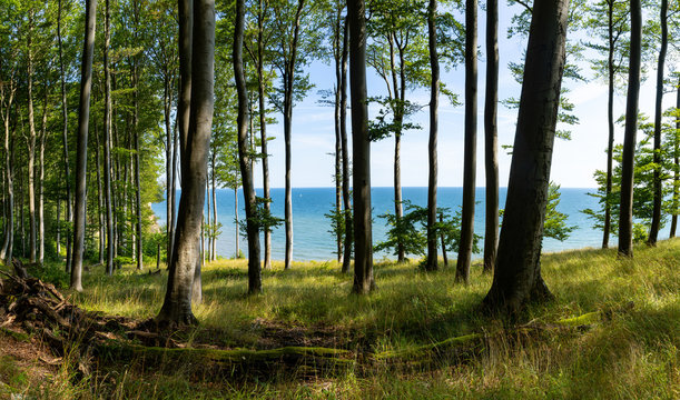 view of thick deciduous forest with lush green vegetation and blue ocean behind