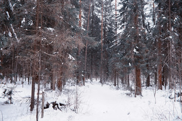 Winter forest landscape. Tall trees under snow cover. January frosty day in the park.