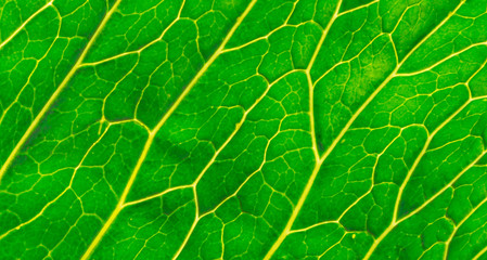 green leaf macro