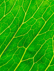 green leaf macro