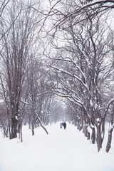 Winter forest landscape. Tall trees under snow cover. January frosty day in the park.