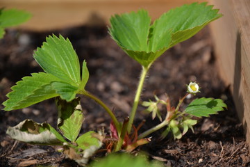 Champagne sur seine, France, 22/04/2014 : Jeune fraisier en fleurs