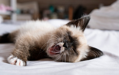 Cute 7 week old Siamese like kitten on a bed with white sheets, yawning