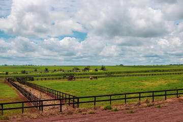 Fototapeta na wymiar Horses grazing on the farm on a cloudy sunny day