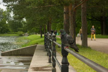 St. Petersburg. Cities of Russia. Petersburg architecture. Petersburg parks and museums. Summer in St. Petersburg. Travel across Russia.