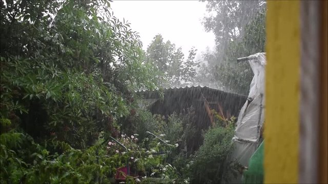 Starker Regen im Garten auf Gartenh&uuml;tte und Holunder, Starkregen in der Nautr