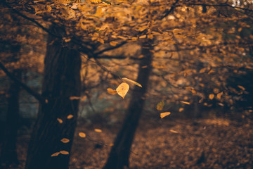 Herbstliche Impression im Wald