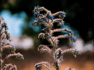 Kwiaty na rozmytym tle