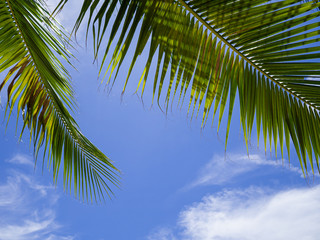 Fototapeta premium The palm tree branch with the bluesky and white cloud in Koh Tao, Thailand