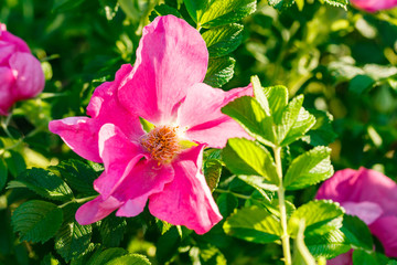 Obraz premium Blossoming dogrose flowers in the summer garden