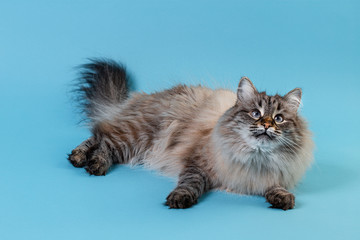 Beautiful fluffy cat on blue paper background with copy space. Portrait of Cat with odd eyes Looking in camera on bright Blue Background, front view