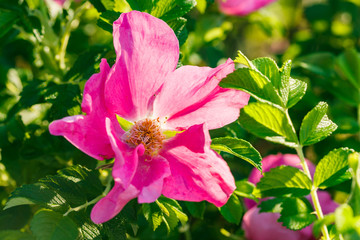 Blossoming dogrose flowers in the summer garden
