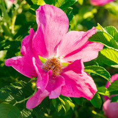 Blossoming dogrose flowers in the summer garden